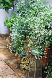 Hear No Evil, See No Evil, Speak No Evil